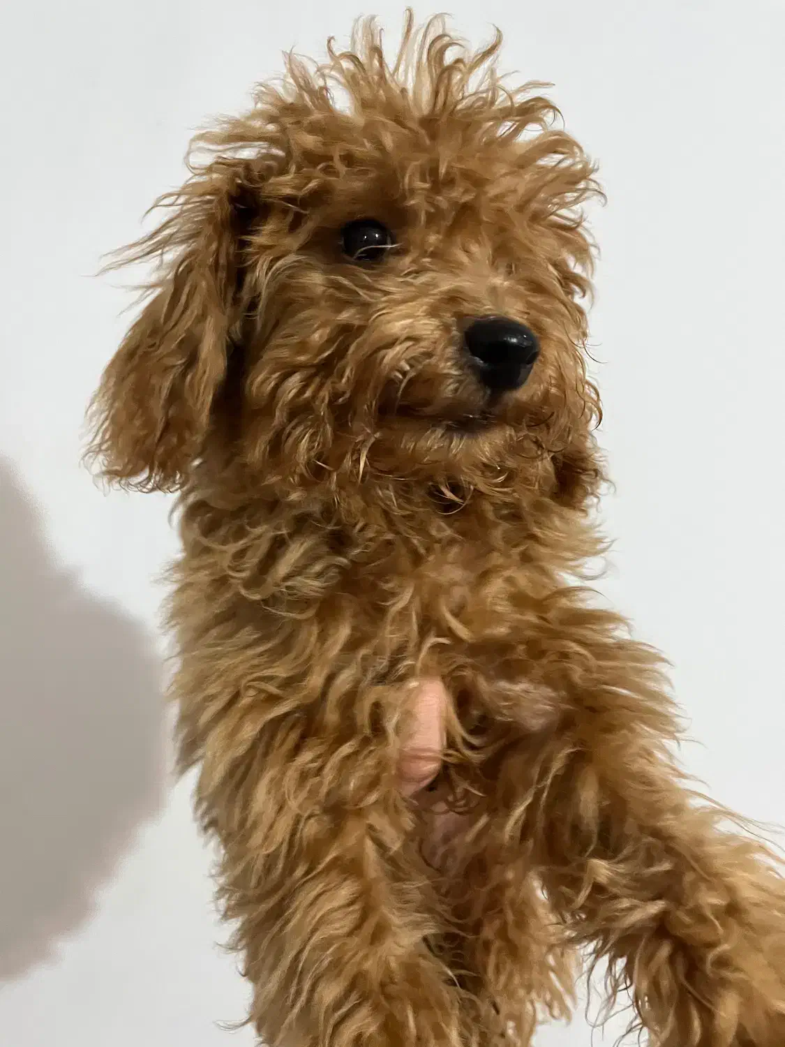 توی پودل رد|سگ|رشت, گلسار|دیوار