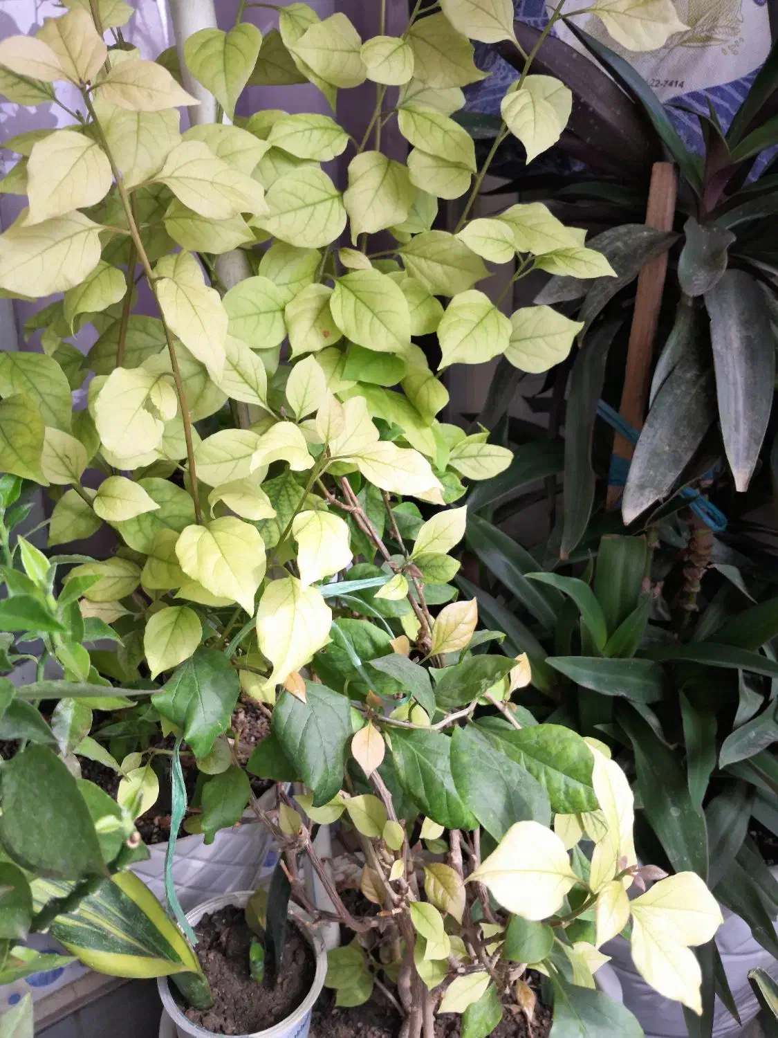 گل وگیاه|گل و گیاه طبیعی|کرج, حیدرآباد|دیوار