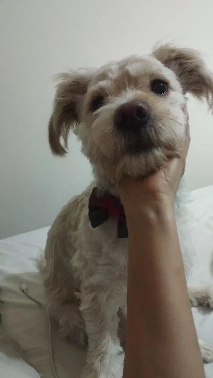 واگذاری اشپیتز تریر یک ساله نر|سگ|اصفهان, شهریار|دیوار