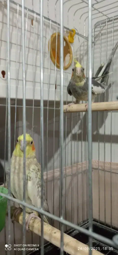 ۲تاعروس هلندی نروماده به همراه تخم|پرنده|قدس, شهرقدس|دیوار