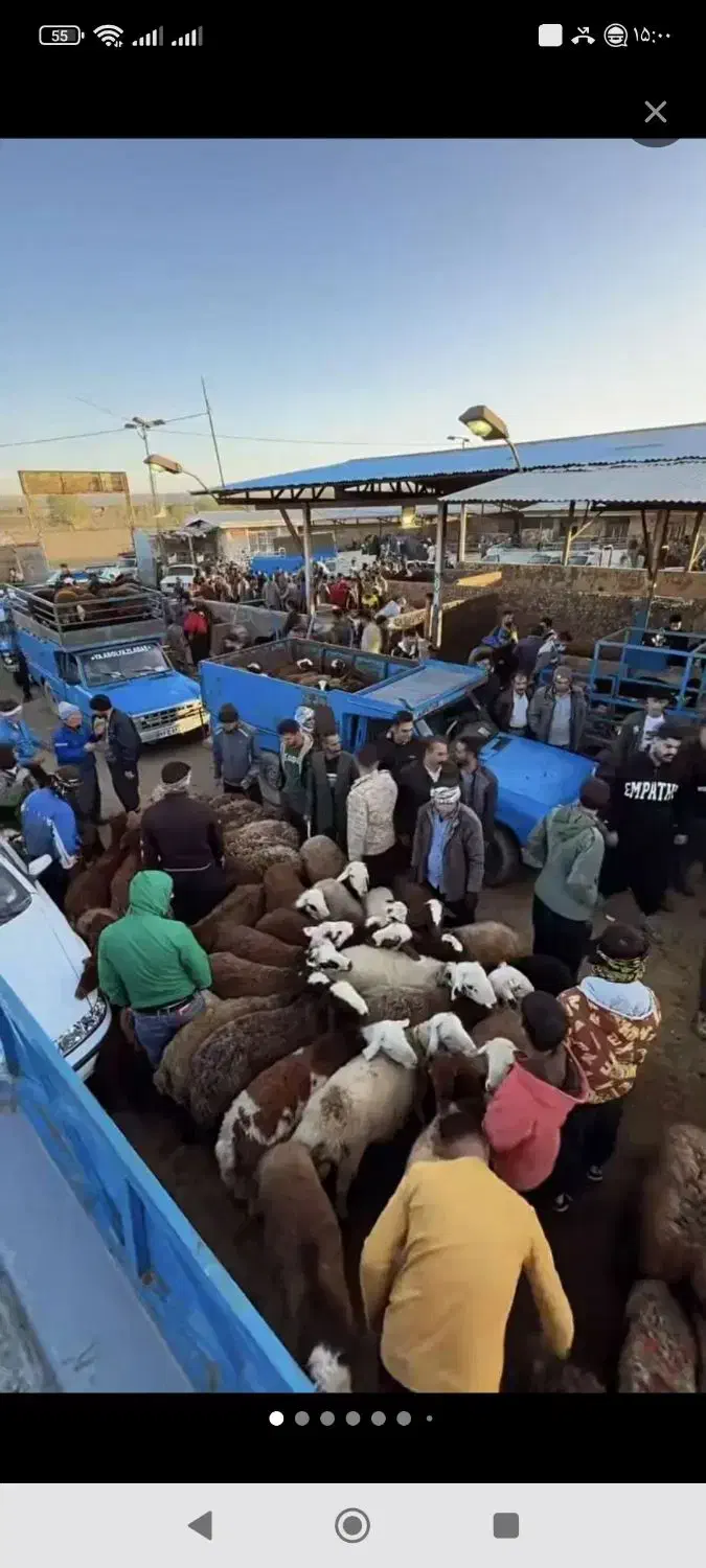 بازآر دآم گوسفند نروماده بدون ذره ای شکم|حیوانات مزرعه|مشهد, نوید|دیوار