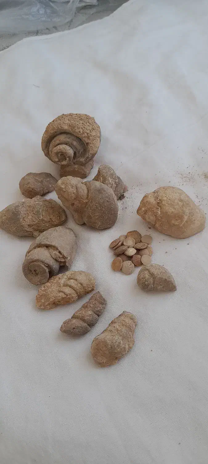 فُسیل|کلکسیون اشیاء عتیقه|خوشاب, |دیوار