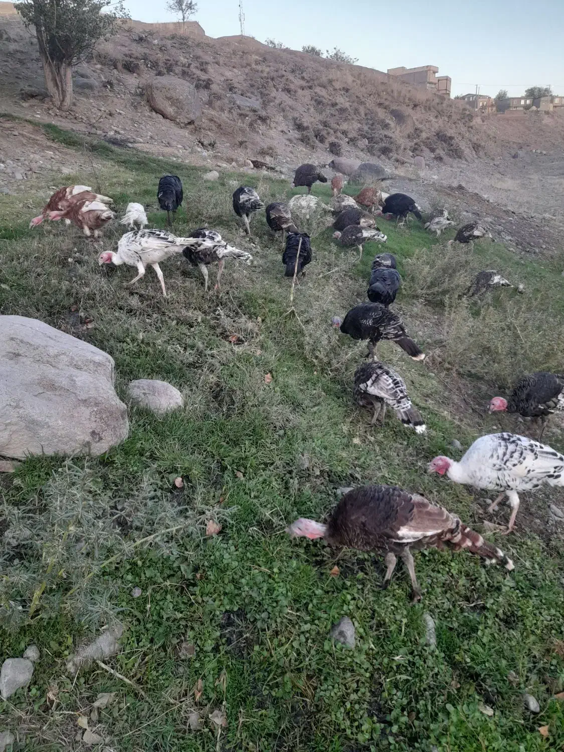 بوقلمون طبیعی|حیوانات مزرعه|مشگین شهر, |دیوار