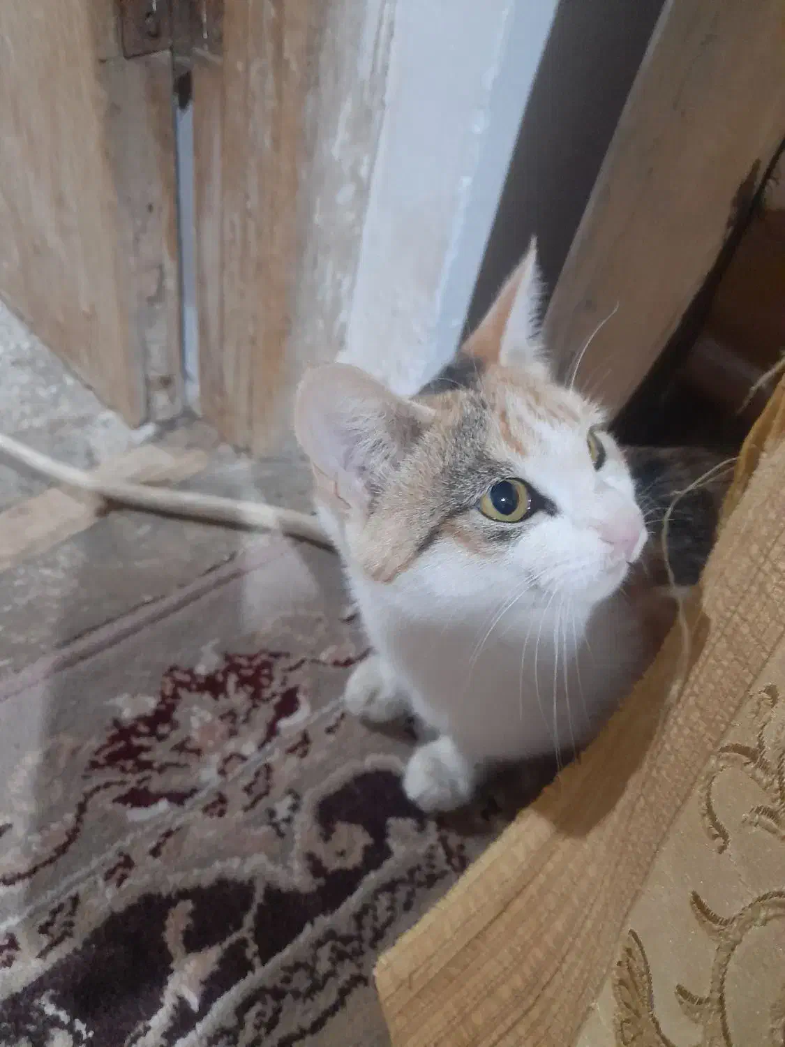 گربه|گربه|اسفراین, |دیوار