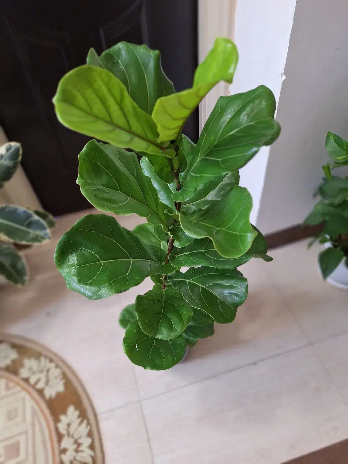 فیکوس لیراتا با گلدان سفالی مشکی|گل و گیاه طبیعی|شاهینشهر, نسیم ۵|دیوار