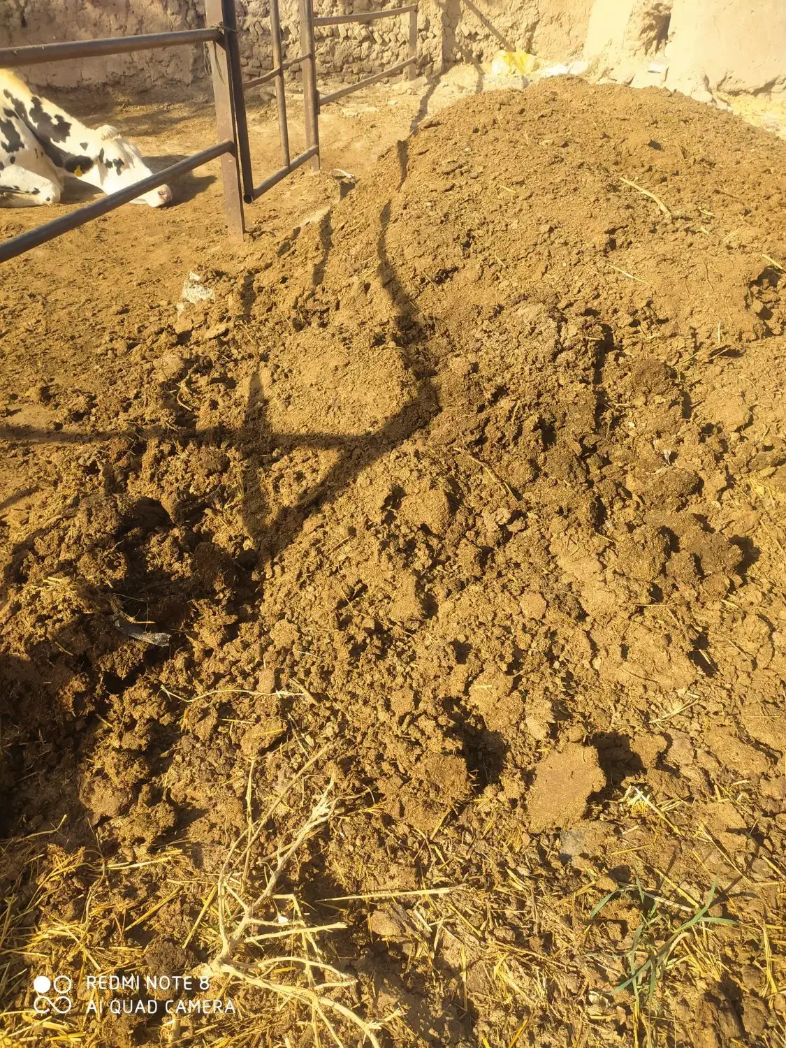 کود گاوی. انبار گاو|گل و گیاه طبیعی|نصر آباد, |دیوار