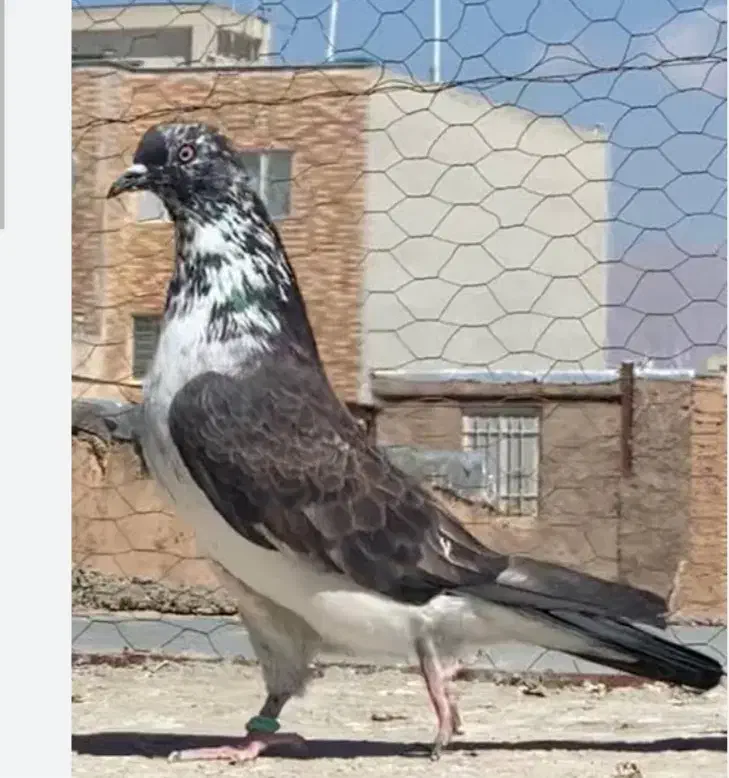 جوجه جیر رباط کریم گمشده|حیوانات|رباطکریم, رباطکریم|دیوار