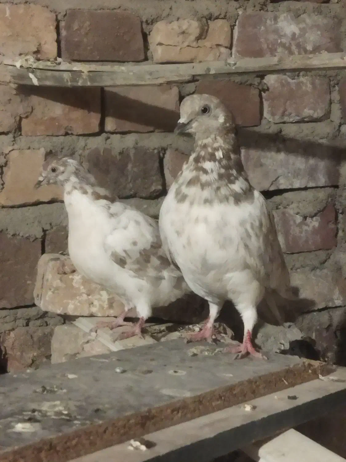 تهرانی پرشی|پرنده|خاش, |دیوار