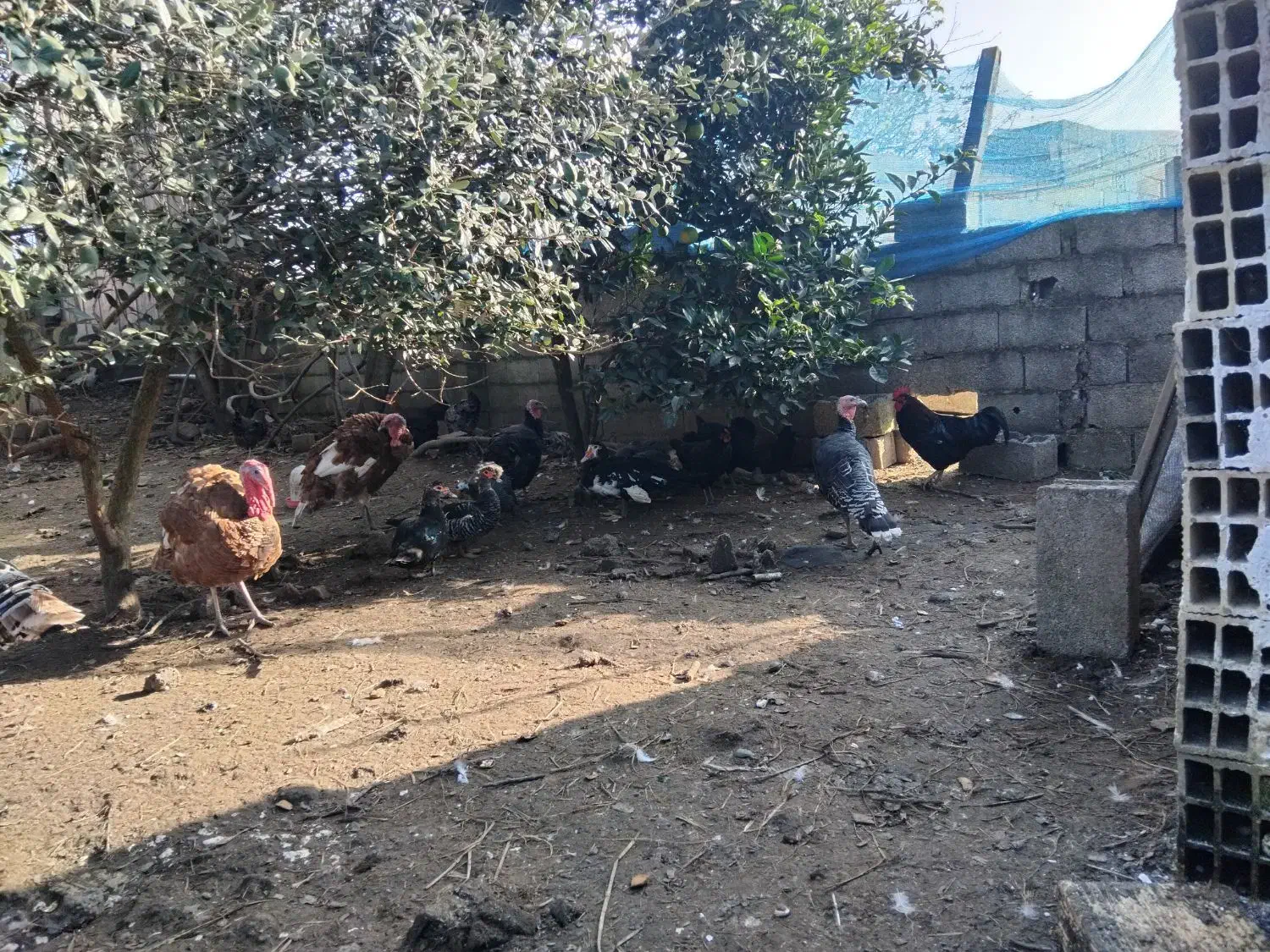 فروش کلی ۱۰ عدد بوقلمون|حیوانات مزرعه|رضوانشهر, |دیوار