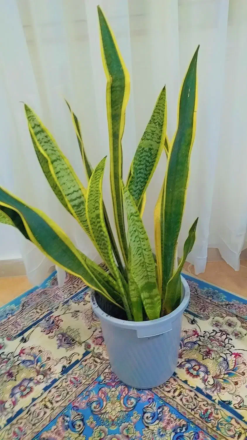 گل سانسوریا|گل و گیاه طبیعی|کوچصفهان, |دیوار