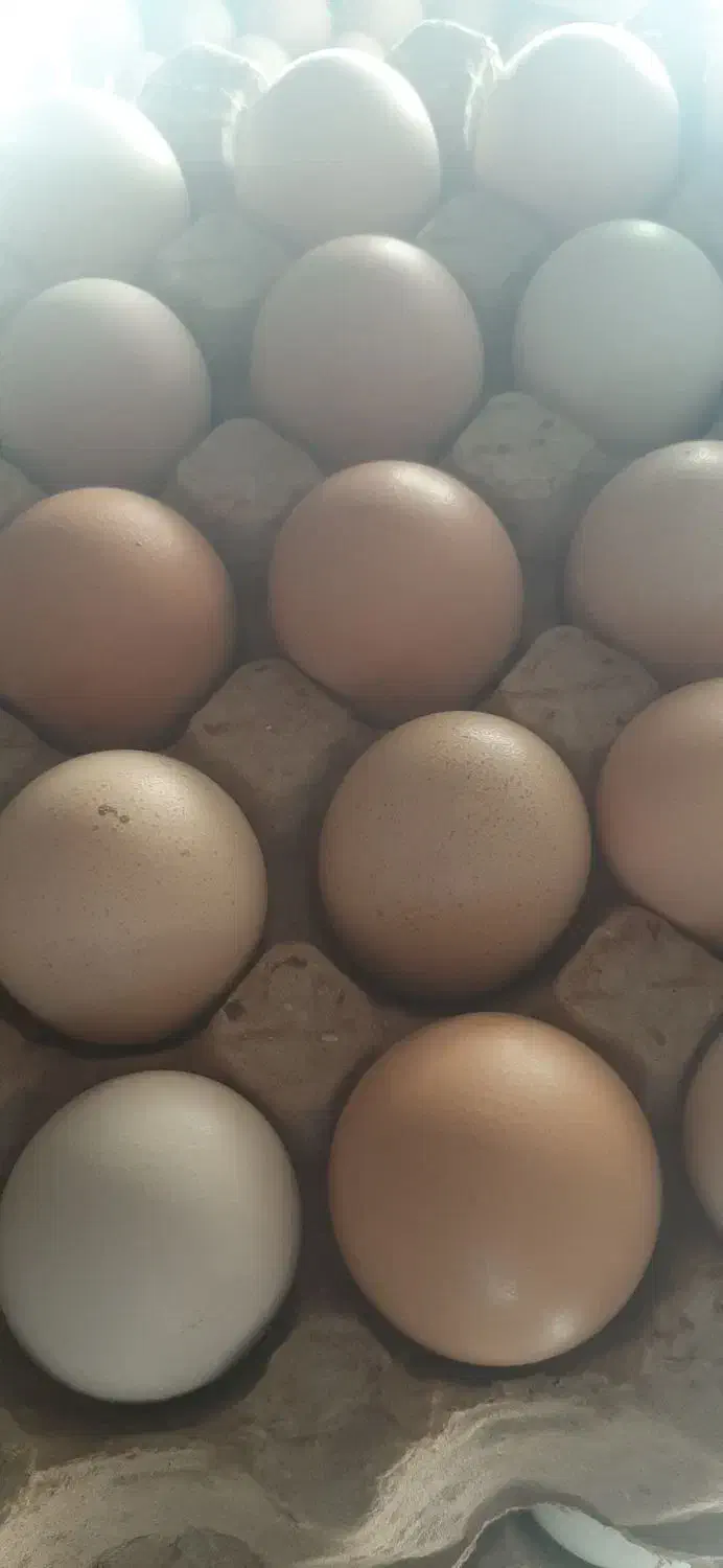 تخم مرغ محلی|حیوانات مزرعه|شیروان (خراسان), |دیوار