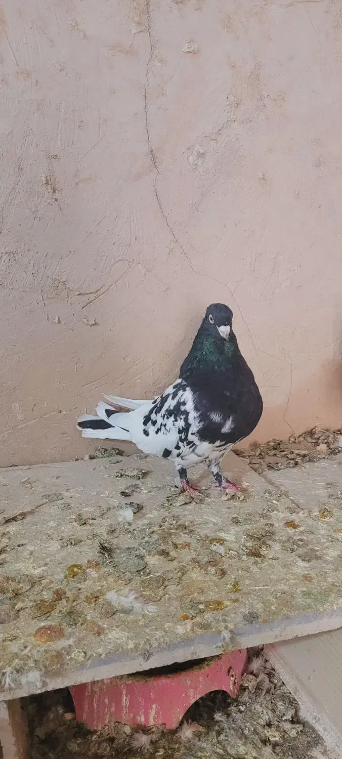 کبوتررنگی|پرنده|اسفرورین, |دیوار