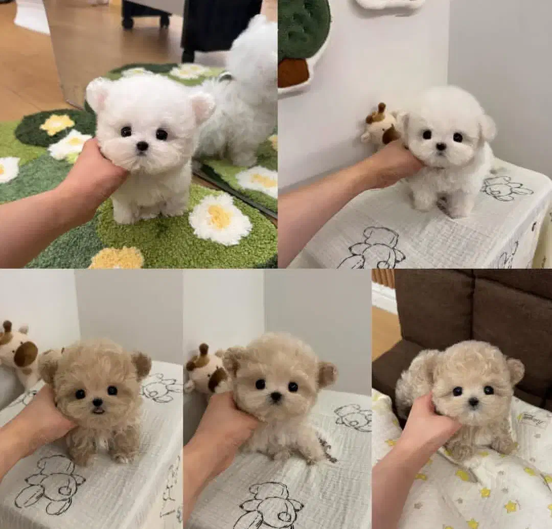 شیپودل جیبی عروسکی|سگ|تهران, کوی فراز|دیوار