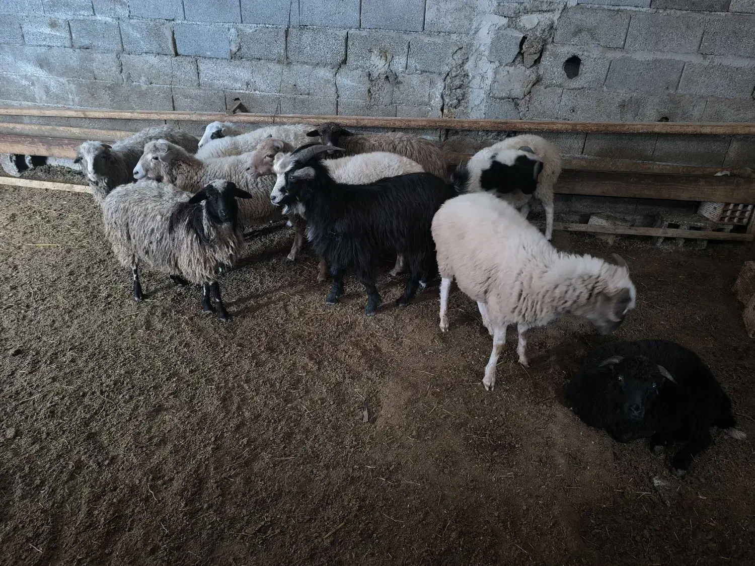 یکساله های نر ماده تالشی|حیوانات مزرعه|شاندرمن, |دیوار