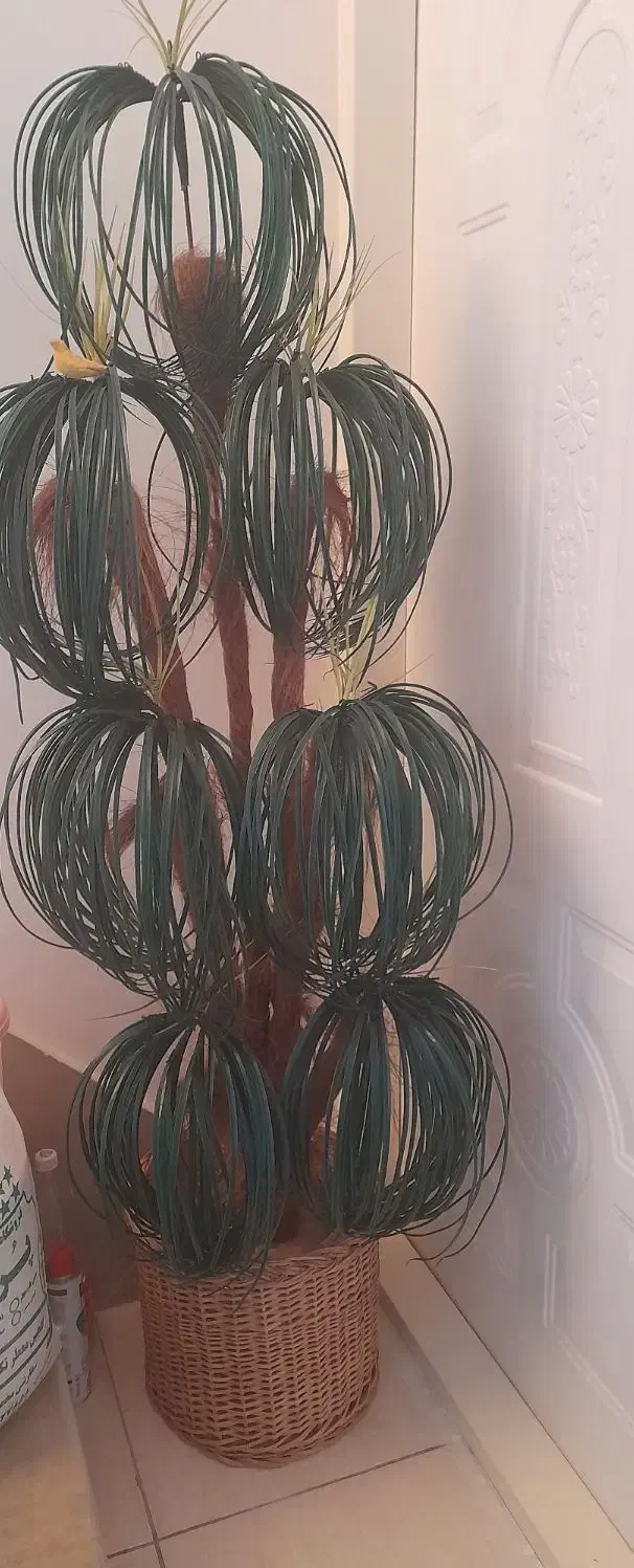 نخل|گل مصنوعی|میاندوآب, |دیوار