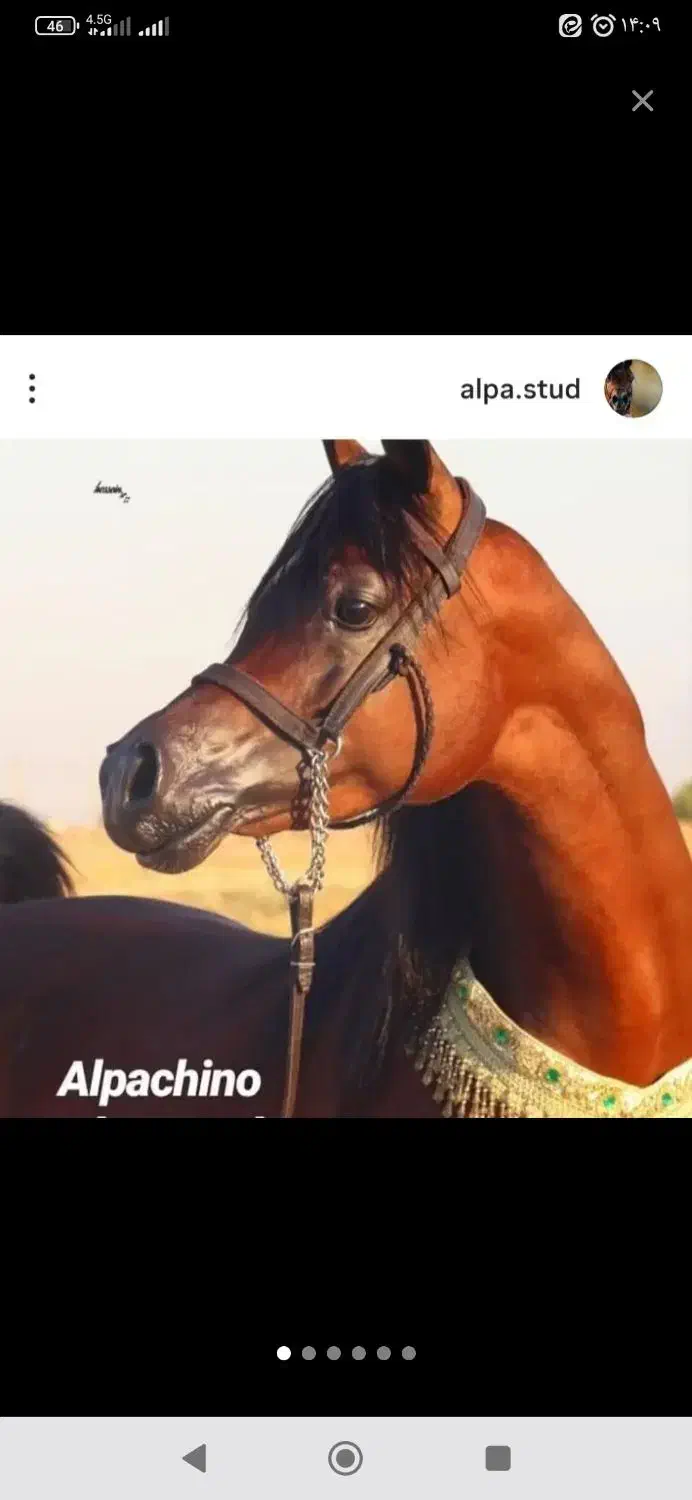 افسار اسب پیدا شده|اسب و تجهیزات اسب‌سواری|اراک, |دیوار