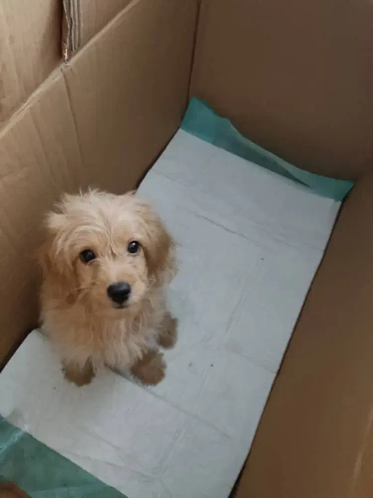 توله سگ میکس پودل وماتیز|سگ|شیراز, فرگاز|دیوار