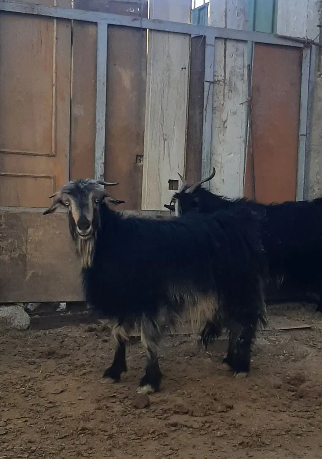 بزغاله و چپش میش بره بز|حیوانات مزرعه|شهرکرد, |دیوار