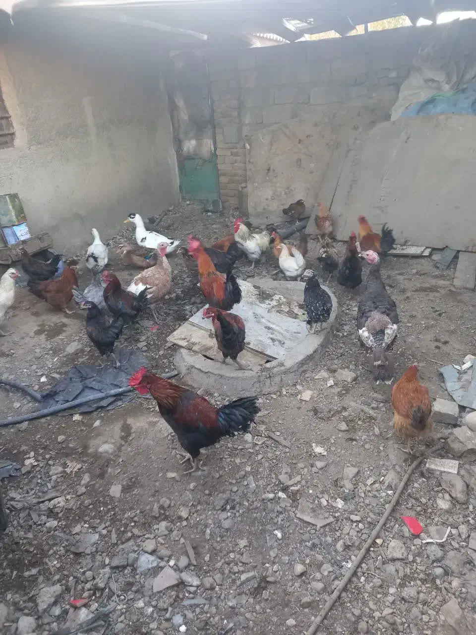 مرغ خروس جوجه|حیوانات مزرعه|هشتگرد, هشتگرد قدیم|دیوار