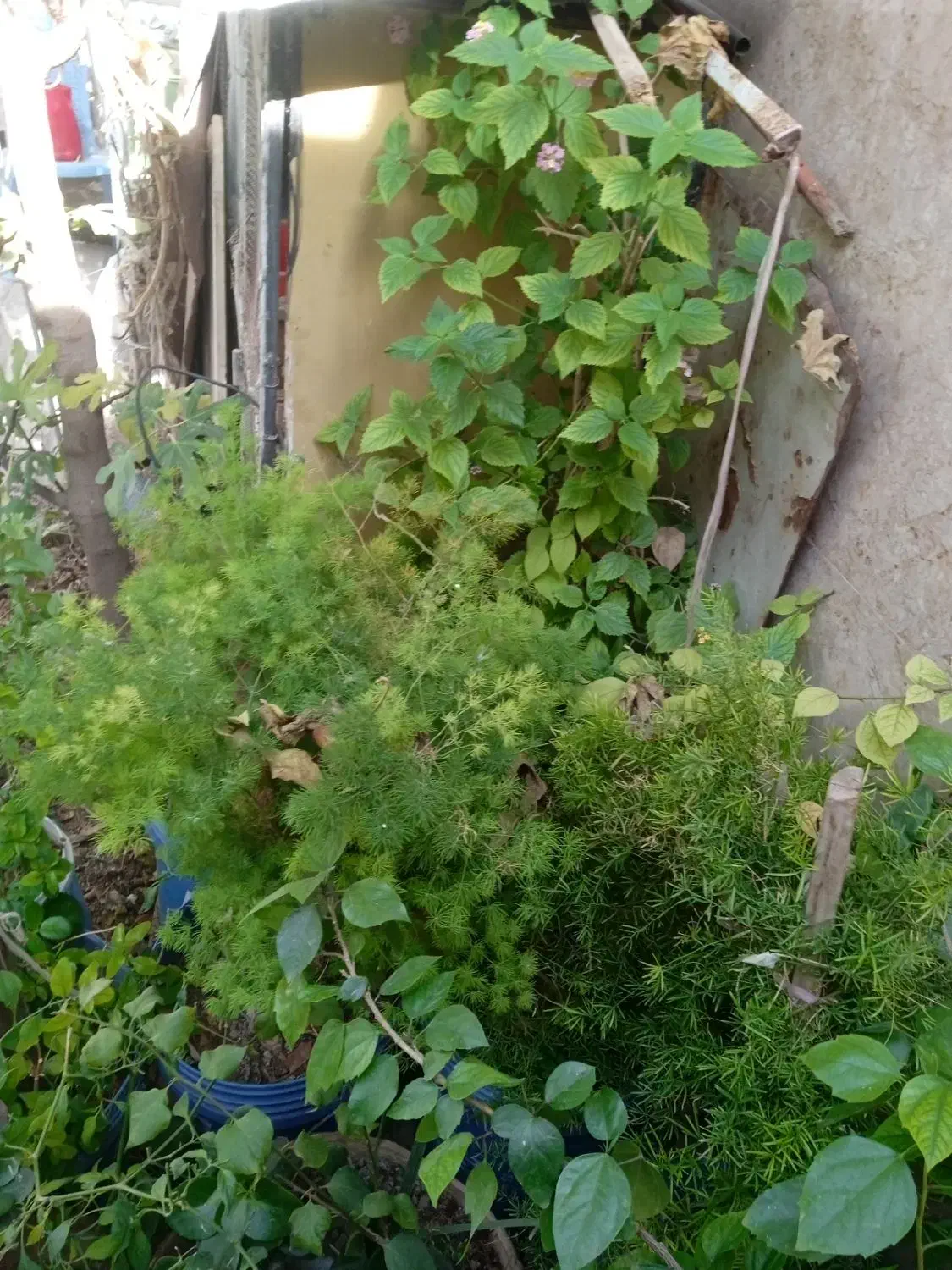 کل گیاه و درخت هفت رنگ شبدی|گل و گیاه طبیعی|شیراز, رازی|دیوار