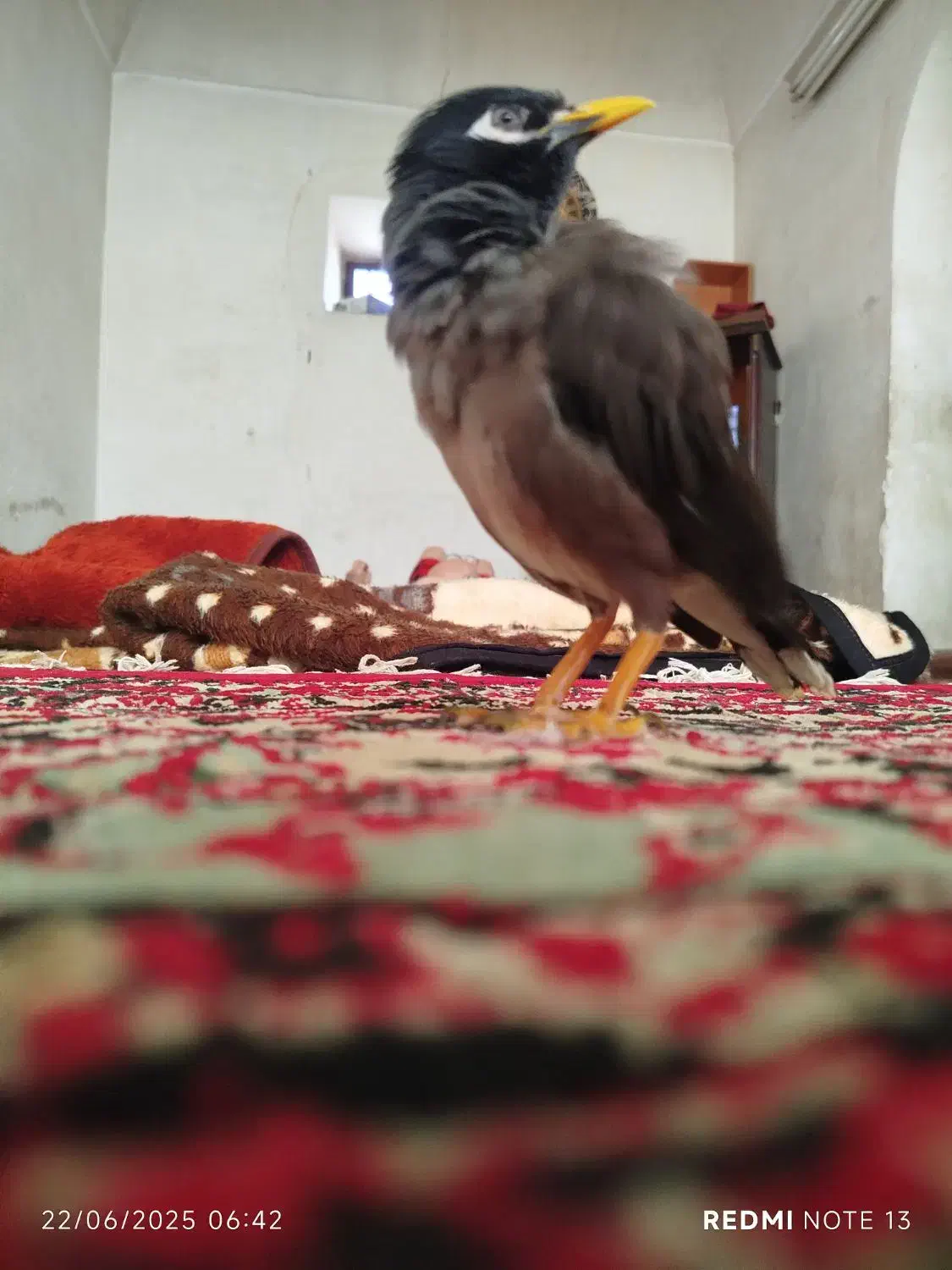 مینا|پرنده|کرمان, |دیوار