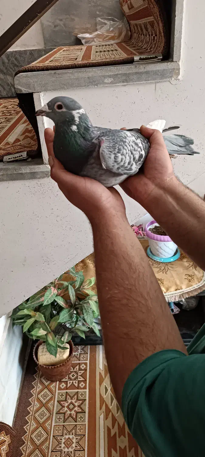 سلام کفتر مگسی شاه پر سفید فروشی .|پرنده|سمنان, |دیوار