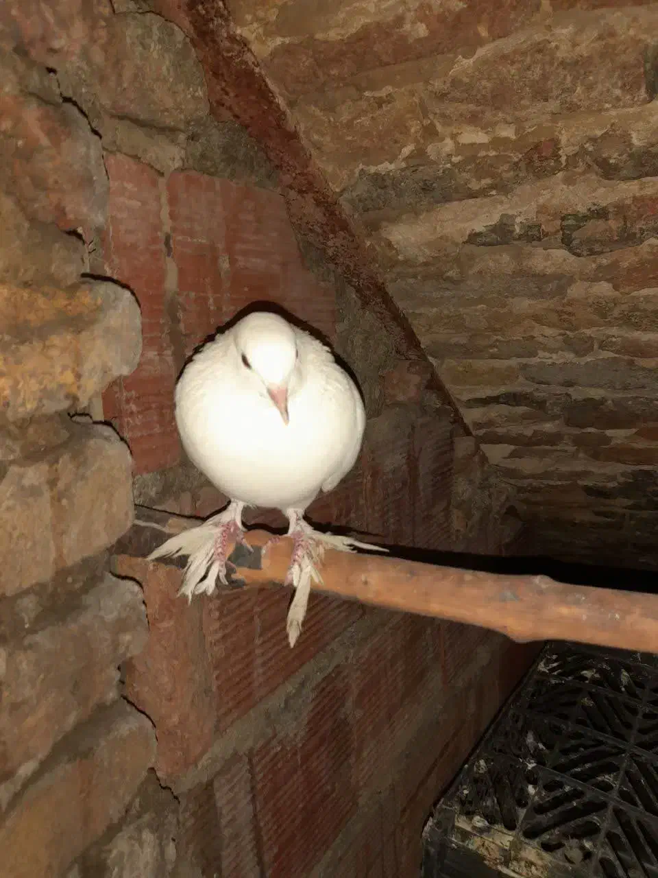 کبوتر سفید نر|پرنده|ساری, |دیوار