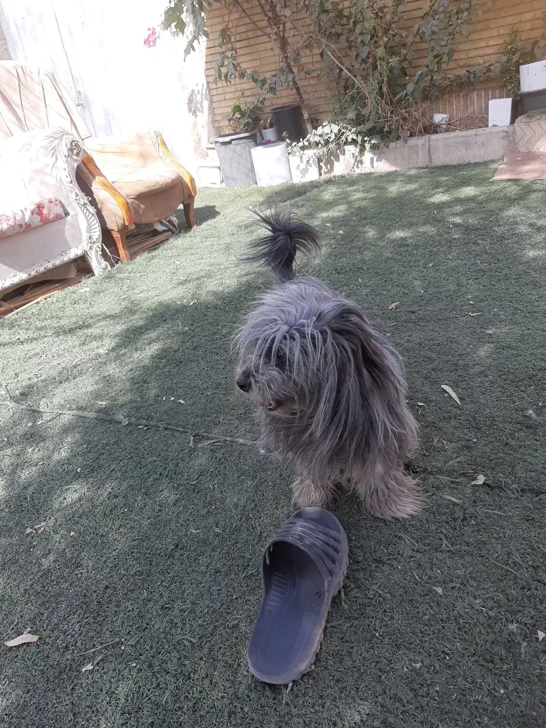 تِرییِر رنگ خاص|سگ|تهران, افسریه جنوبی|دیوار