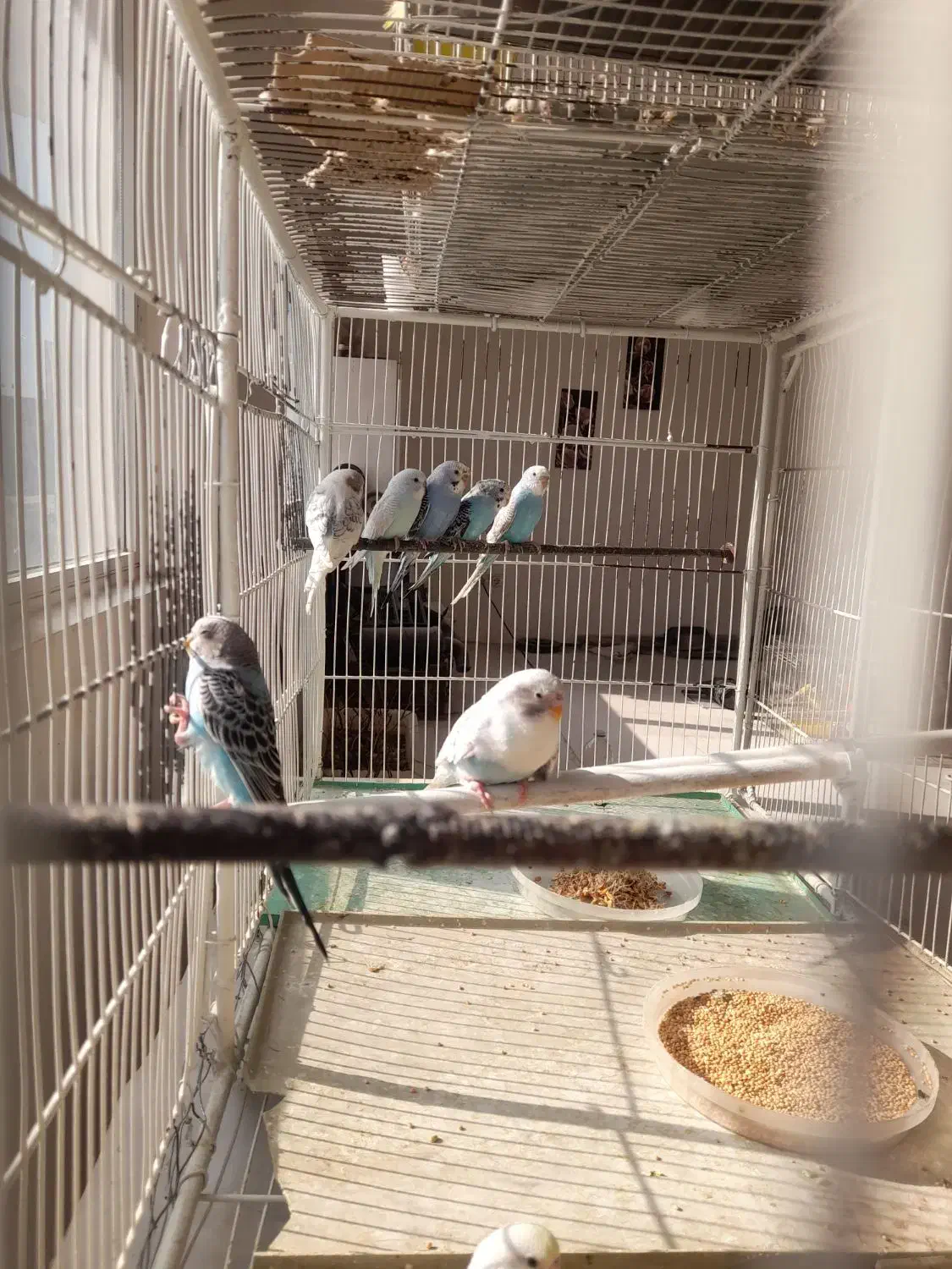 مرغ عشق مولد|پرنده|اردبیل, |دیوار