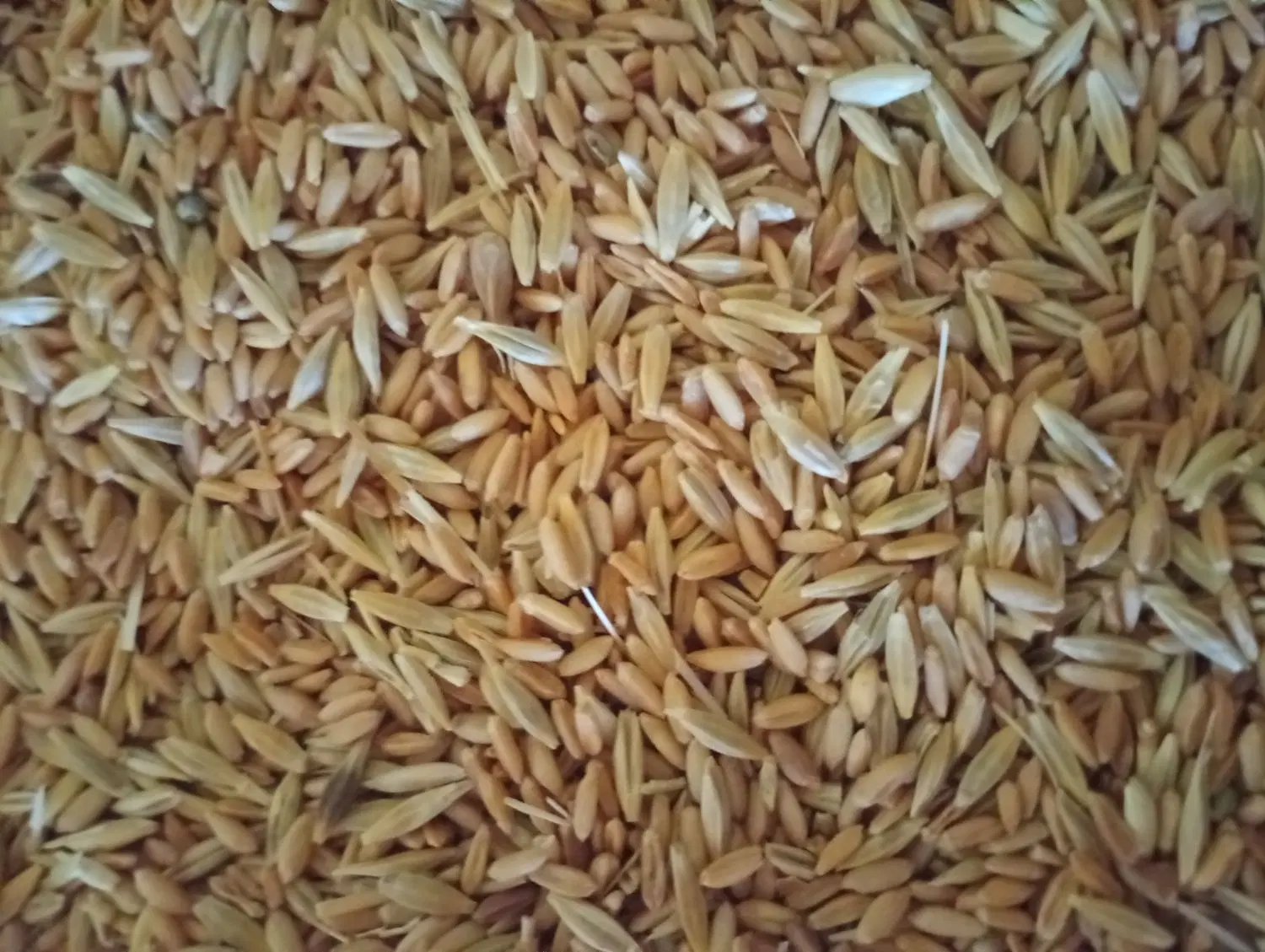 گندم وجو|لوازم جانبی حیوانات|زرین دشت (همدان), |دیوار