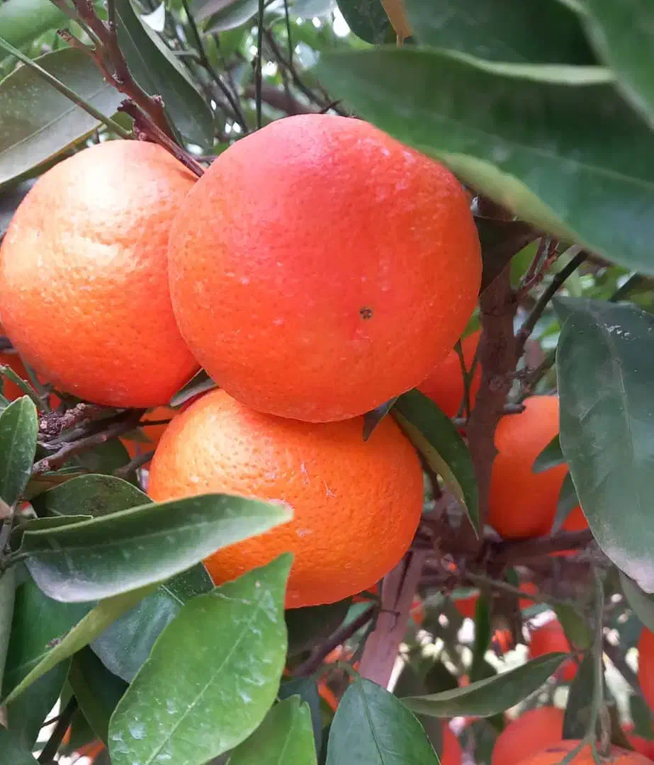 فروش حدود ۵۰۰ کیلو پیچ شیرین و آبدار سردرختی|عمدهفروشی|ساری, |دیوار