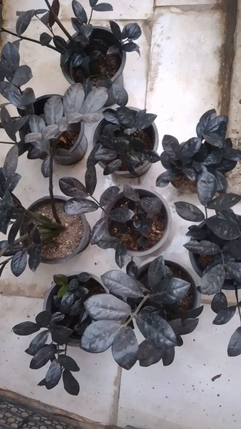 زاموفیلیا زاموفولیا بلک|گل و گیاه طبیعی|مشهد, هنرور|دیوار