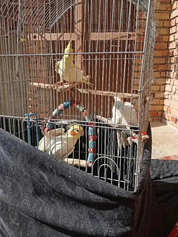 ۳تا عروس هلندی یه جفت و یه نر.همه دستی|پرنده|کردکوی, |دیوار