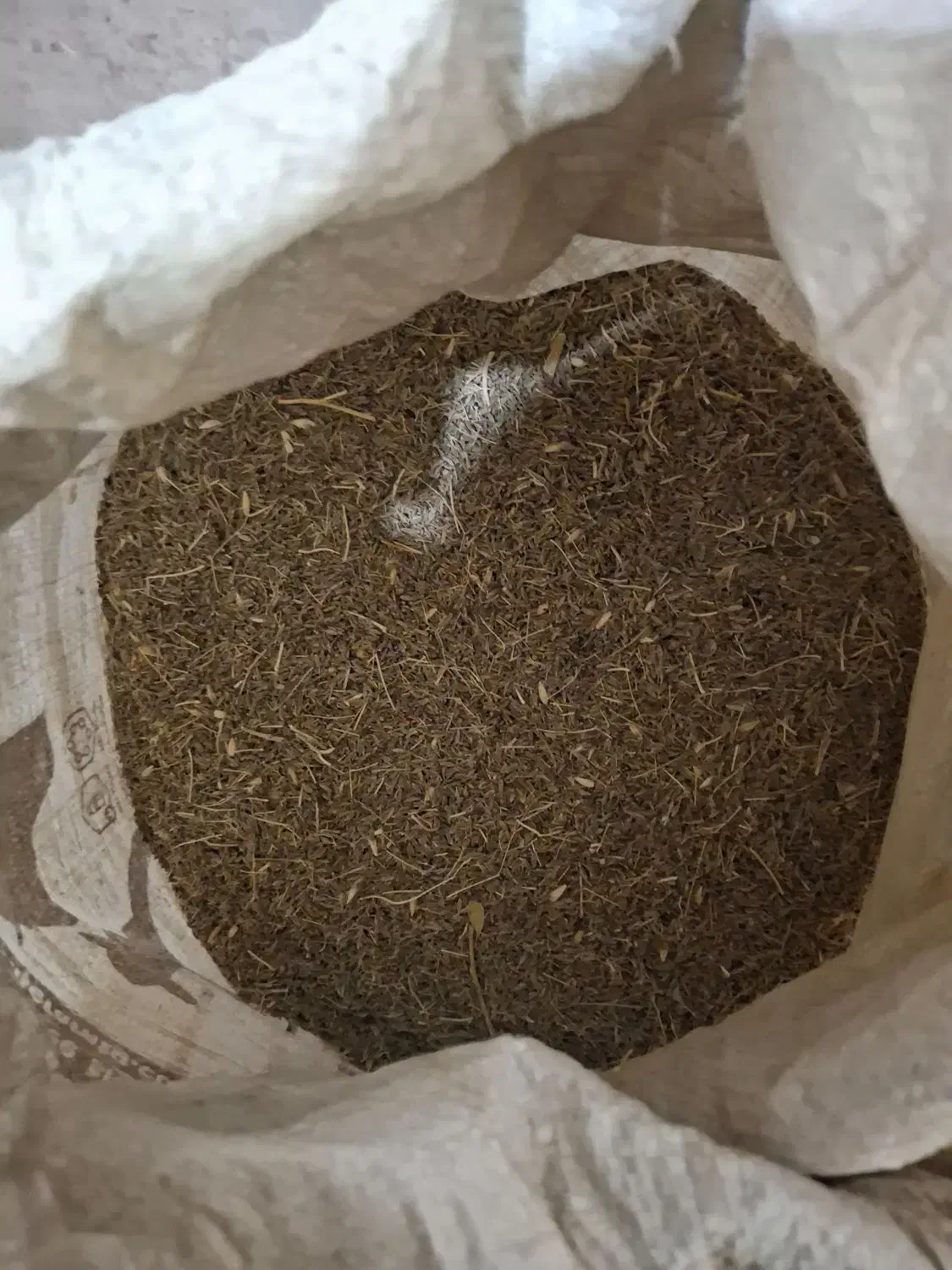 زیره بزری|گل و گیاه طبیعی|مشکان, |دیوار