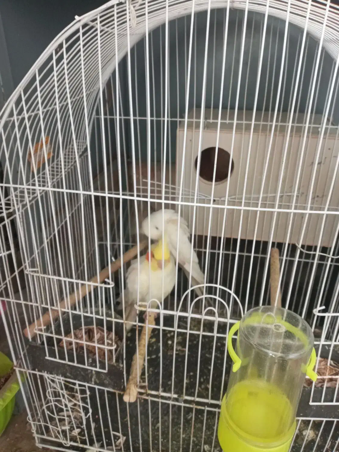 یک جفت عروس هلندی مولد|پرنده|شیراز, شهرک والفجر|دیوار