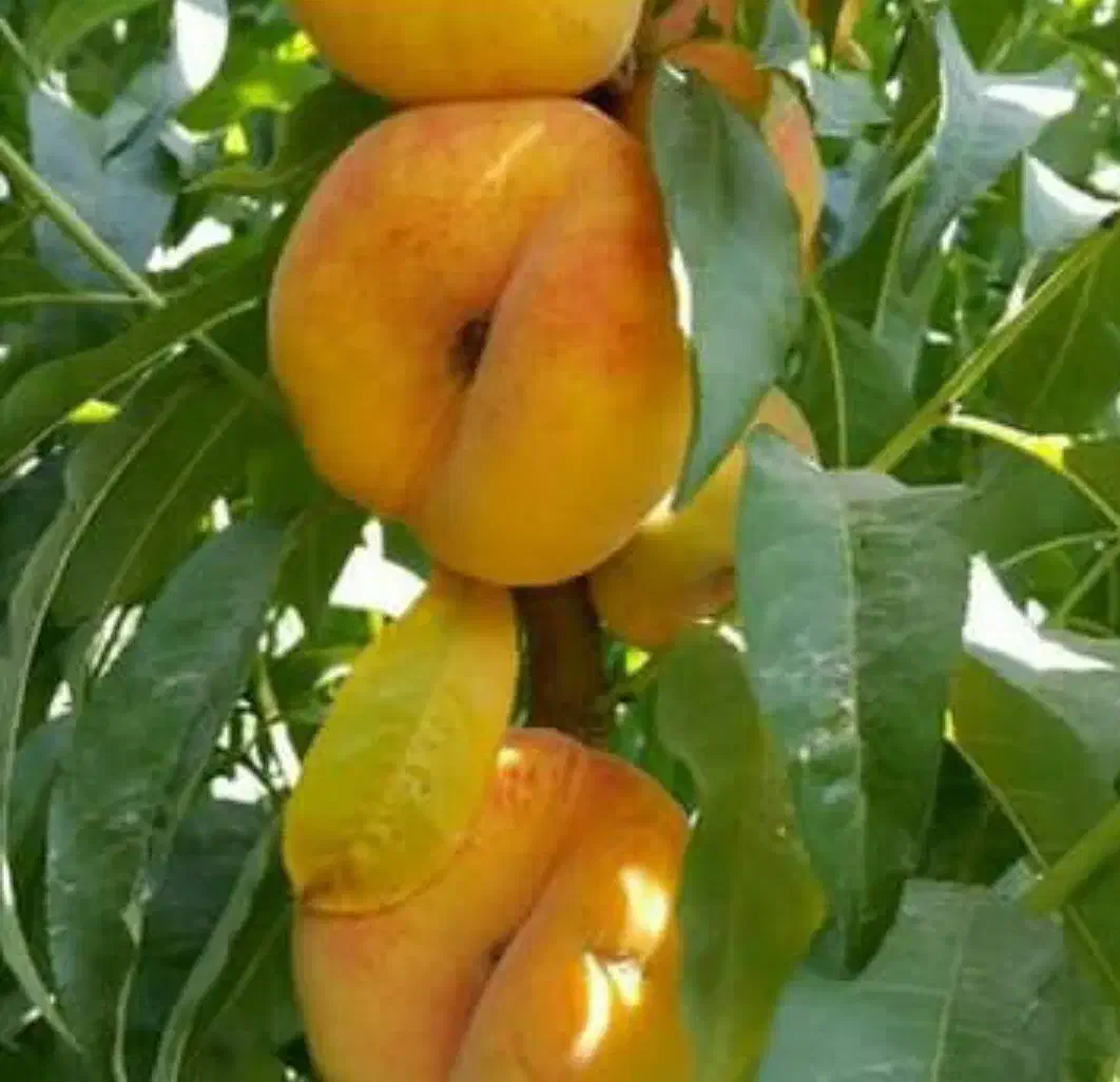 فروش انواع نهال های خاص|خدمات باغبانی و درختکاری|زنجان, |دیوار