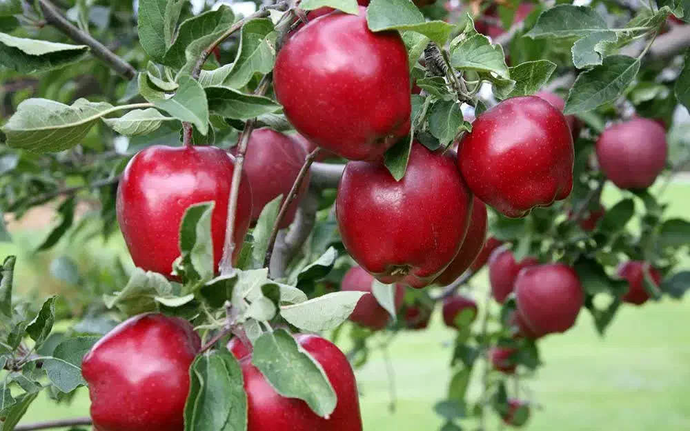 تولید و فروش انواع نهال اصلاح شده|خدمات باغبانی و درختکاری|شهریار, شهریار|دیوار