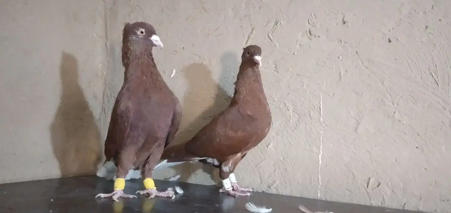 جفت سرخ دم سفید|پرنده|برازجان, |دیوار