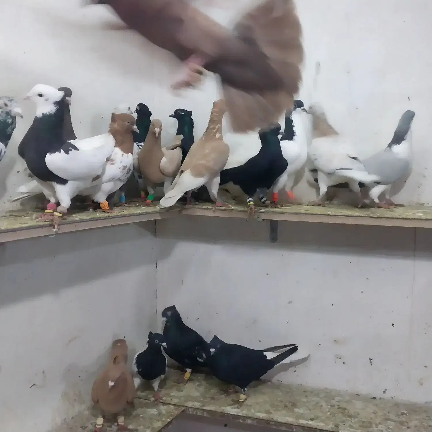 کبوتر ۲۰ تا پرشی|پرنده|اسفرورین, |دیوار