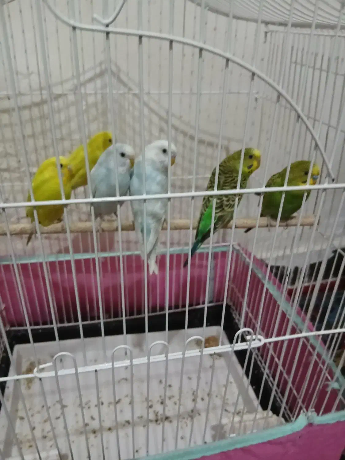 مرغ عشق|پرنده|اندیمشک, |دیوار