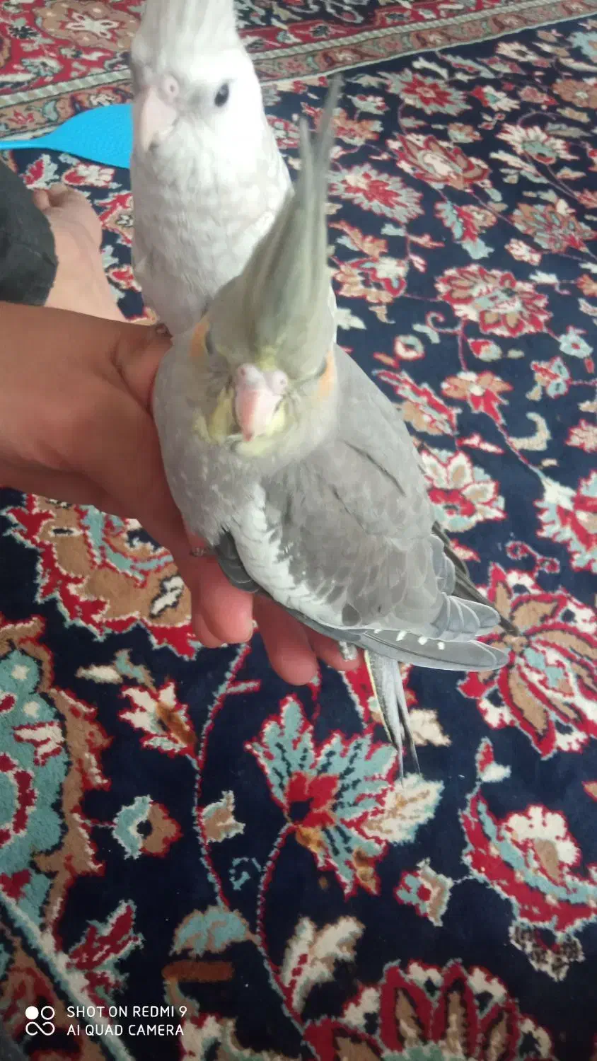 عروس هلندی آلبینو|پرنده|فرح دشت, |دیوار