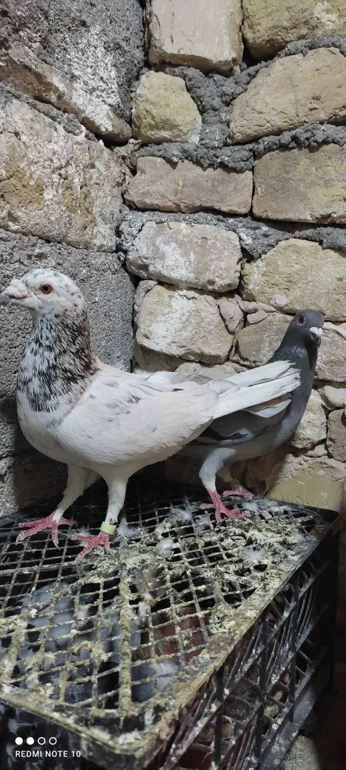12 کبوتر|پرنده|تایباد, |دیوار