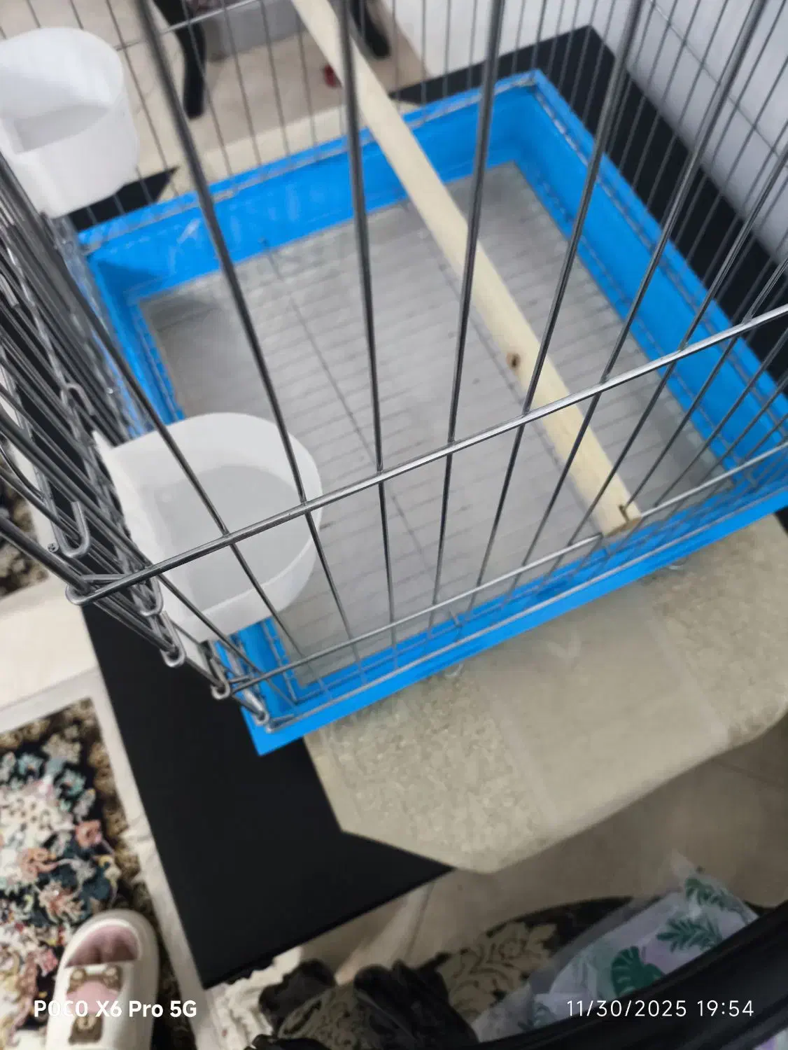 قفس عروس هلندی همراه با غذا تقویتی|لوازم جانبی حیوانات|ایلام, |دیوار