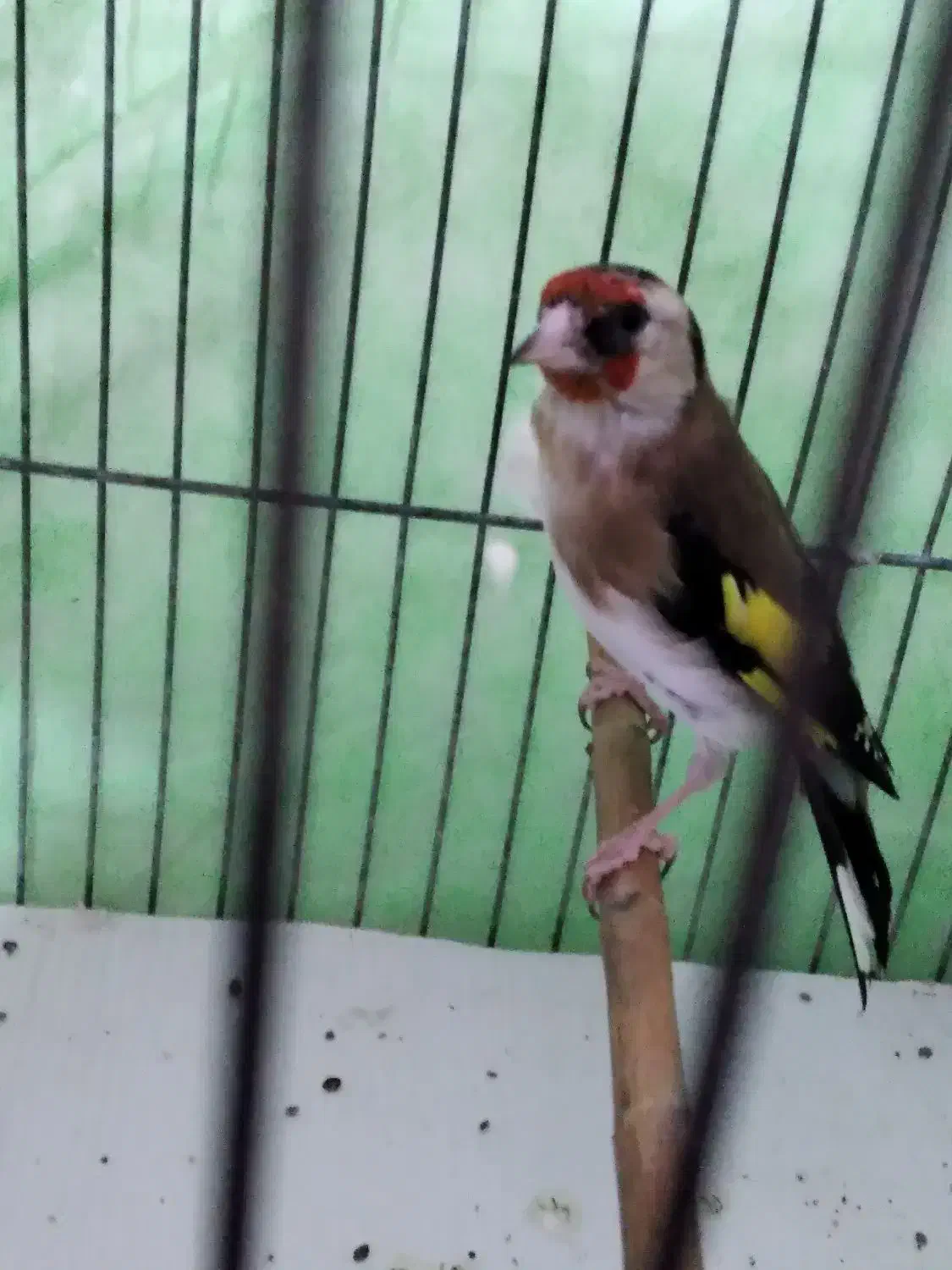 ماده‌سهره‌کار‌داده|پرنده|کرمانشاه, |دیوار