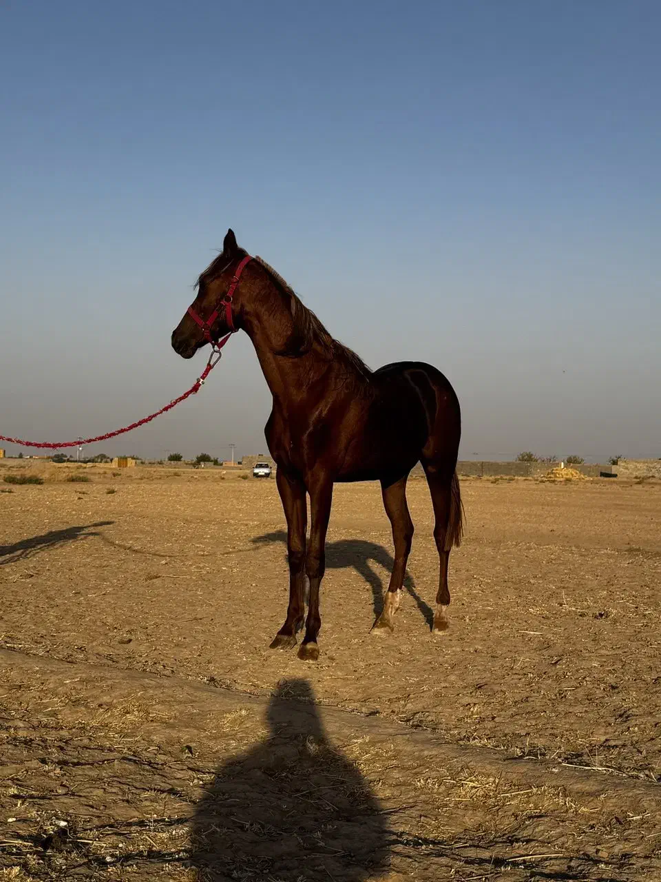 اسب نریان عرب کورسی و زیبایی|اسب و تجهیزات اسبسواری|گناباد, |دیوار