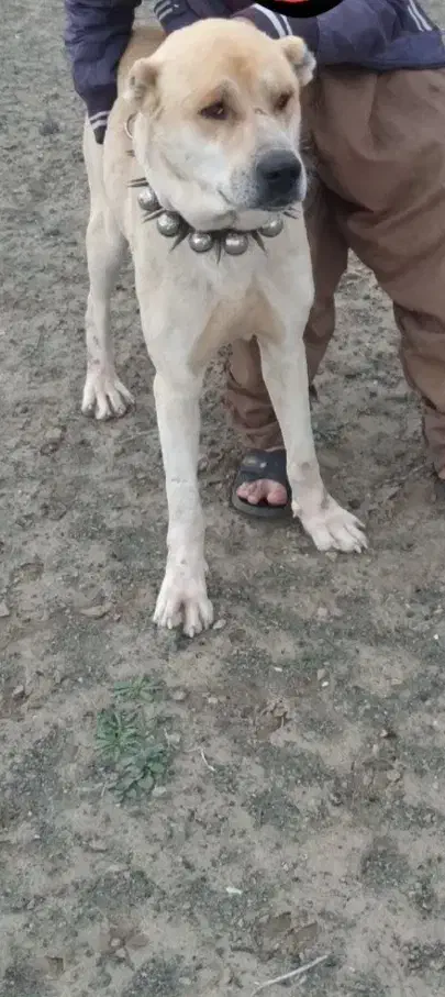 سگ.|سگ|سبزوار, رباط|دیوار