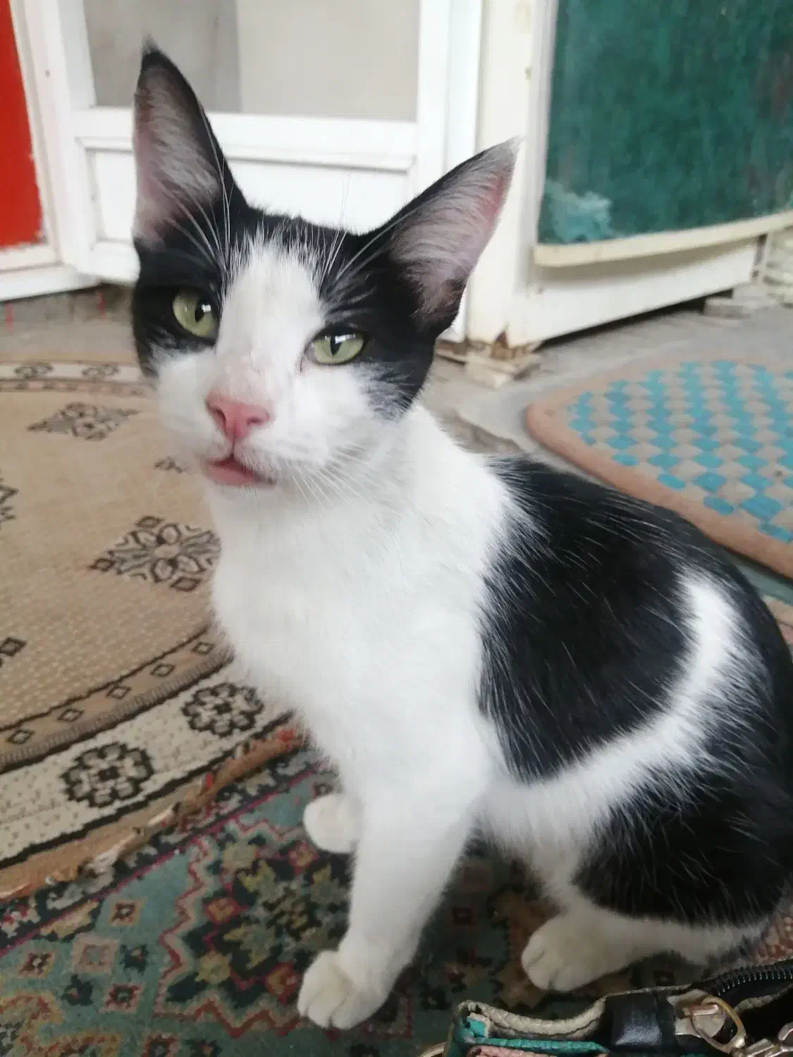 میووا مادر چند تا بچه گربه هستش چند روزه گمشده|حیوانات|مینودشت, |دیوار