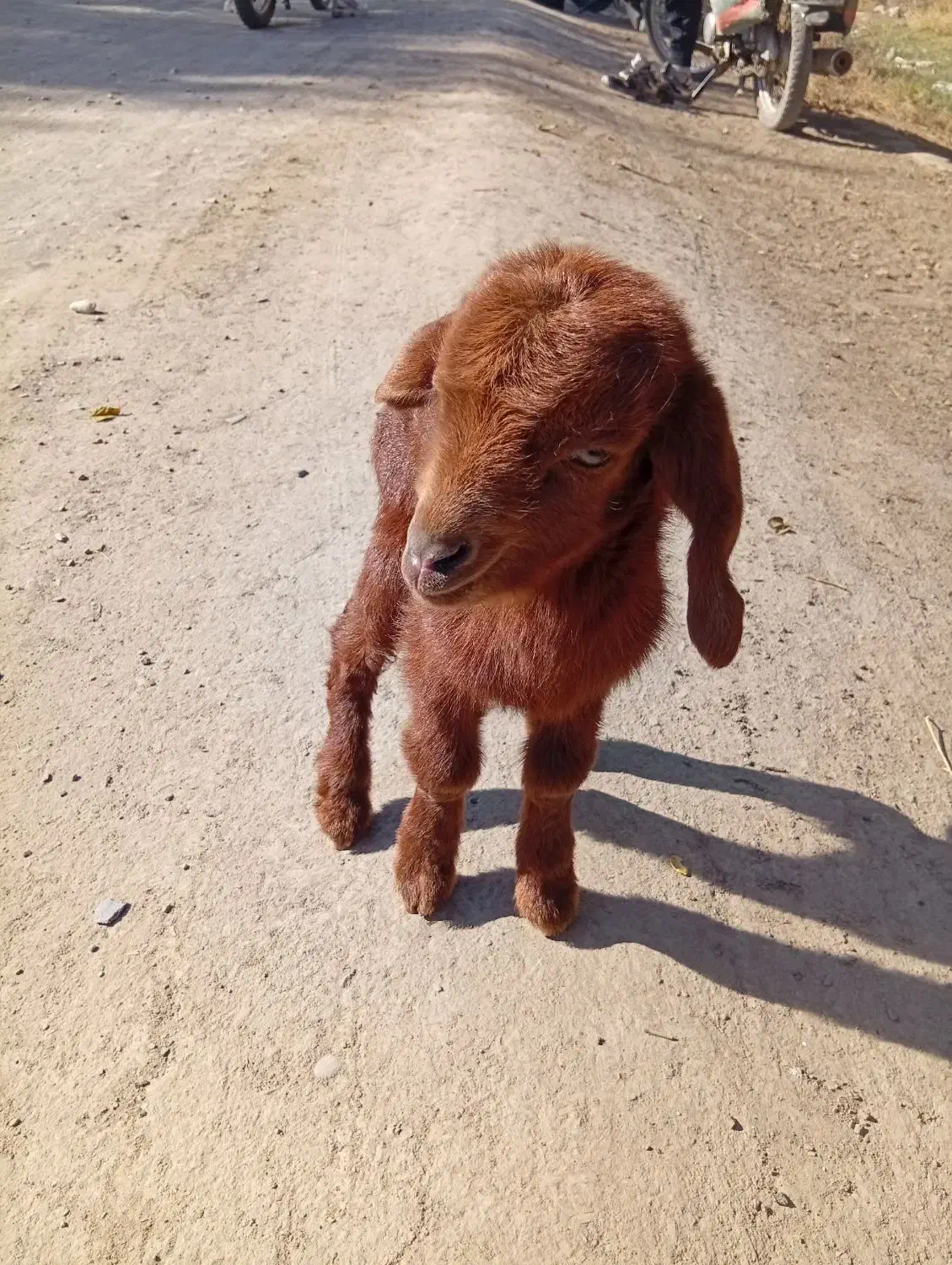 بزغاله شیری نر|حیوانات مزرعه|مشهد, زیرکن|دیوار