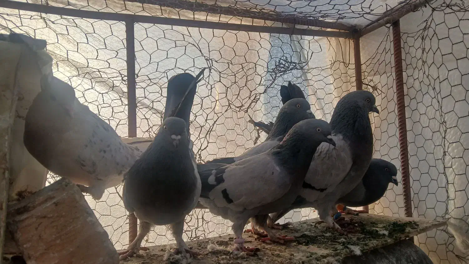 تعدا ۱۰ عدد کبوتر|پرنده|سامان, |دیوار