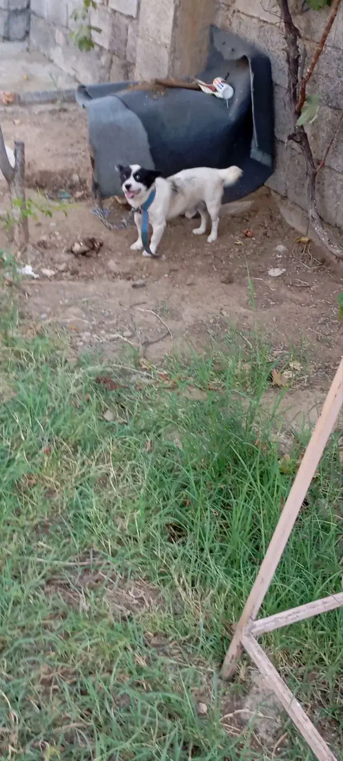 نر بدلیل نداشتن جا|سگ|خدا آفرین, |دیوار